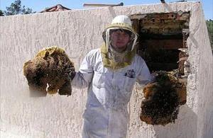 Tempe Bee Removal employee holding removed comb